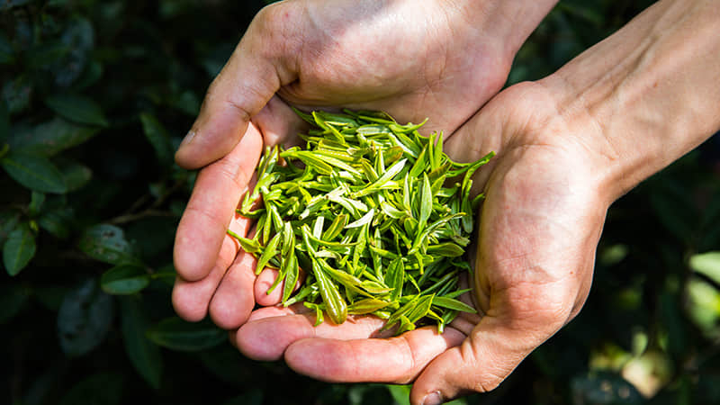 名優(yōu)茶（綠茶）流水線